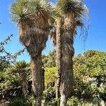 Yucca thompsoniana Foglia