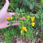 Senna pendula Blomst