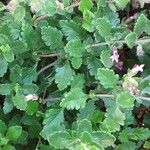 Teucrium chamaedrys Leaf