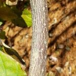 Cornus alternifolia چھال