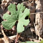 Sanguinaria canadensis Листок