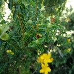 Hypericum balearicum Habitus