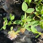 Trifolium glomeratum Fleur