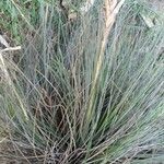 Tillandsia juncea 整株植物