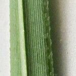 Cortaderia selloana Leaf