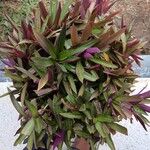 Tradescantia spathaceaഇല