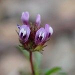 Trifolium willdenovii 花