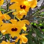 Dendrobium chrysotoxum Цветок