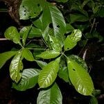 Vitex cooperi Otro