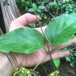 Stigmaphyllon ellipticum Hoja