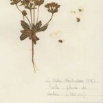 Androsace maxima Libunga