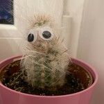 Oreocereus trollii Yaprak