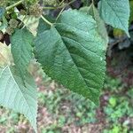 Fatoua villosa Leaf