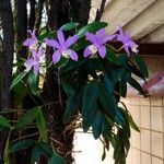 Cattleya intermedia Květ