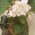 Begonia grandis Fulla