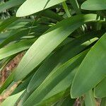 Agapanthus africanus Leaf
