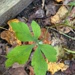 Sanicula canadensis Hoja
