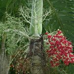 Adonidia merrillii Fruit