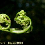 Culcita macrocarpa その他の提案