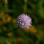 Succisella inflexa 花