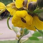 Senna didymobotrya Cvet