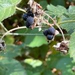 Rubus caesius ഫലം