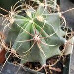 Ferocactus emoryi Leaf