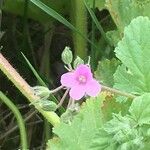 Erodium laciniatum 花