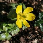 Eranthis hyemalisBloem