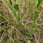 Castilleja indivisa برگ