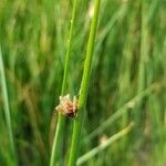 Schoenoplectus pungens Feuille