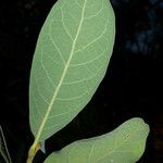 Quercus engelmannii Leaf