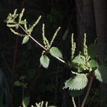 Urtica membranacea Flower