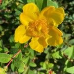 Hypericum × hidcoteense ফুল