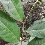 Dichostemma glaucescens Leaf