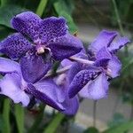 Vanda coerulescens Flors