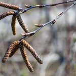 Betula lenta Fruitua