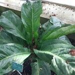 Anthurium hookeri Leaf