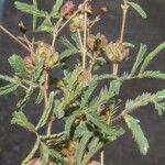 Mimosa camporum Лист