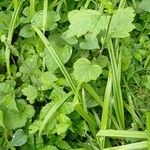 Geum japonicum Leaf