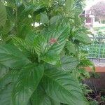 Dianthera secunda Leaf