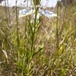 Nigella arvensis Habitatea