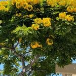 Cassia leptophylla ᱛᱟᱦᱮᱸ