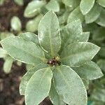 Pittosporum tenuifoliumBlad