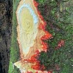 Clarisia racemosa Кора