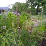 Linaria purpureaFlower