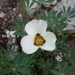 Calochortus leichtlinii Flower