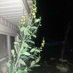 Crotalaria spectabilisKvět