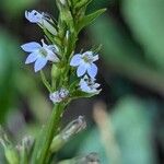 Lobelia inflata Flower