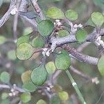 Corokia cotoneaster পাতা